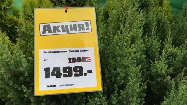 Распродажа Хвойных в Оби! смотреть онлайн