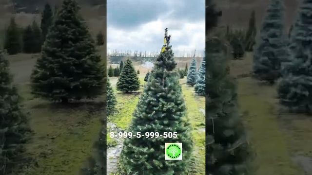 Голубые ели купить. Крупномеры.Хвойные деревья. Туя колумна крупномер смотреть онлайн