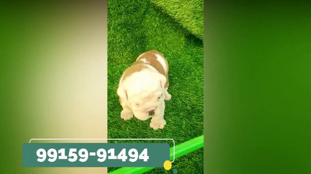 Russia Imported KCI English Bulldog Puppies for Sale | 🐾Blue Bloodline🐾 | Quality Doggyz 2021 смотреть онлайн