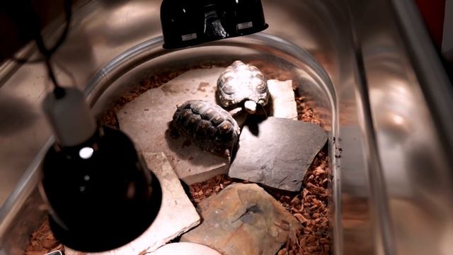 Stop Wasting Money On These USELESS Reptile Products | Buy These Instead смотреть онлайн
