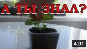 Формируем ПЕТУНИЮ. Прищипка верхушки побега???