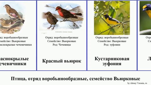 Птица, отряд воробьинообразные, семейство Вьюрковые вьюрок эуфония канареечный чечевица гавайская смотреть онлайн