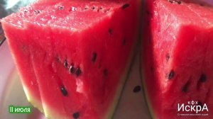 Арбуз  Мулат F1. Посев семян в грунт 12 апреля.