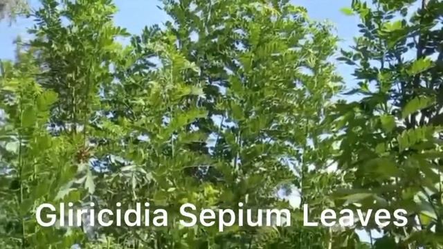 How can we make organic fertilizer for flowers ?????????? смотреть онлайн