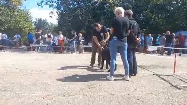 п-к Роман-Кош. Цифелия Императрица юниор 11 м. о. Роман-Кош Урсол - м.Флорис.Сим-ль.ЛЮ. ЛПП. 5.09.2 смотреть онлайн