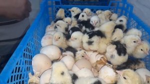 Вакцинация цыплят с первых дней жизни! Как правильно всё сделать!