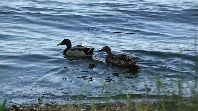ОПЯТЬ ДВОЙКА!!! смотреть онлайн