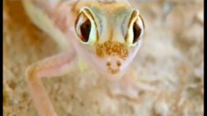 ЗОНА ПУСТЫНЬ И ПОЛУПУСТЫНЬ