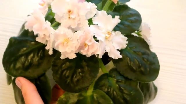 ФИАЛКИ СПОРТ ФИАЛКИ ПЕТЕРБУРГ смотреть онлайн