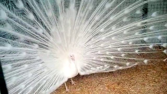 Белый павлин раскрыл хвост! смотреть онлайн