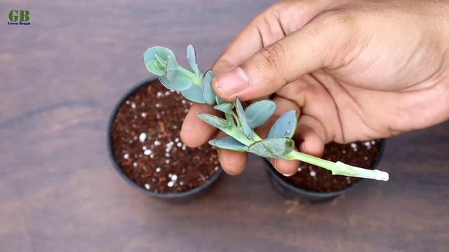 Kalanchoe Marnieriana Propagation From Cuttings (With Update)