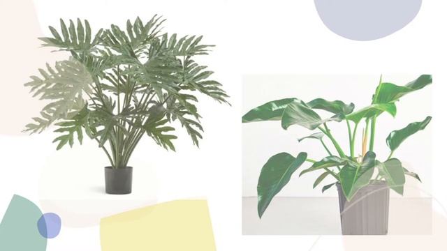 Филодендрон особенности ухода Выращивание и уход за филодендроном смотреть онлайн