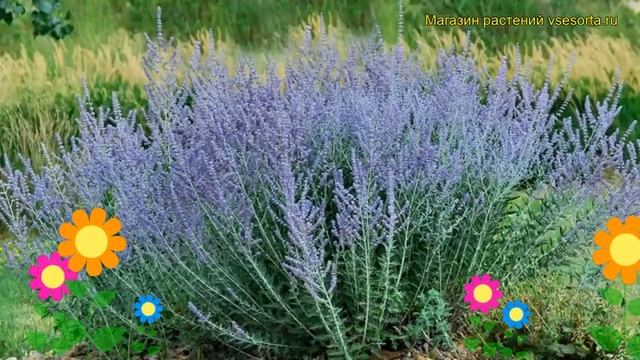 Перовския лебедолистная. Краткий обзор, описание характеристик, где купить саженцы смотреть онлайн