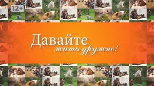Бородатая агама, маисовый полоз, хамелеон или эублефар: какого экзотического питомца завести дома?