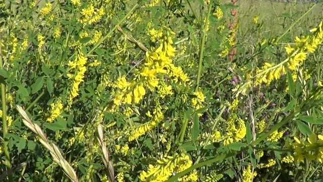 Донник. Melilotus смотреть онлайн
