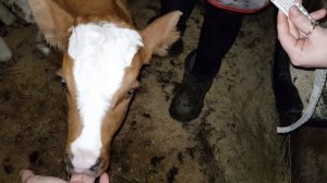 О кормление 2-ух недельного теленка.