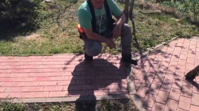 Первый тест щенка Английского Спрингер Спаниеля в 2 мес ХОНДА смотреть онлайн