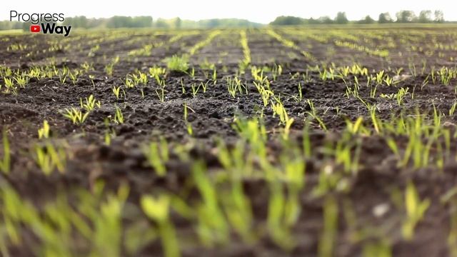 Один этот сидерат заменит все остальные осенью! смотреть онлайн