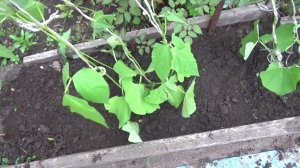 Фасоль от посева до сбора урожая.