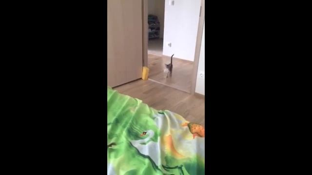 Абиссинская голубая девочка выпускница из питомника Gold Vein http://abygoldvein.jimdo.com/ смотреть онлайн