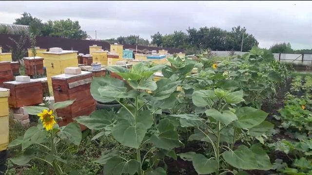 Потрава пчёл. Борьба с фермерами. смотреть онлайн