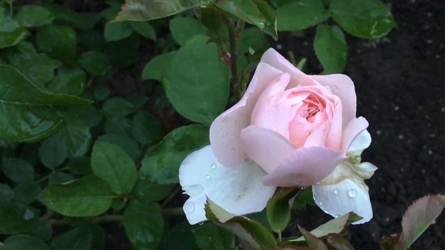 Без лишних слов смотреть онлайн