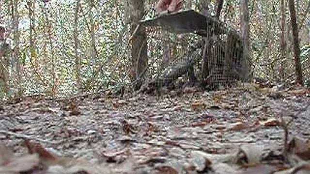 Wild fossa смотреть онлайн