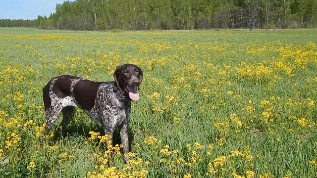 Прогулка Барово, Пустое Рождество, Сорокино, Горюшка, Новосёлки 11 мая 2014 25 смотреть онлайн