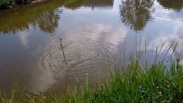 Пруд на своем участке. Приехал известковать, а зелени уже не видно🤔#пруд #дача#известкование#цветет смотреть онлайн