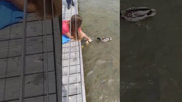 Мечта рыбака! Куча карпов! Рыбалка, fishing. смотреть онлайн