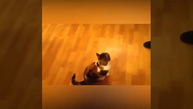 Копия видео "Самые послушные питомцы" смотреть онлайн