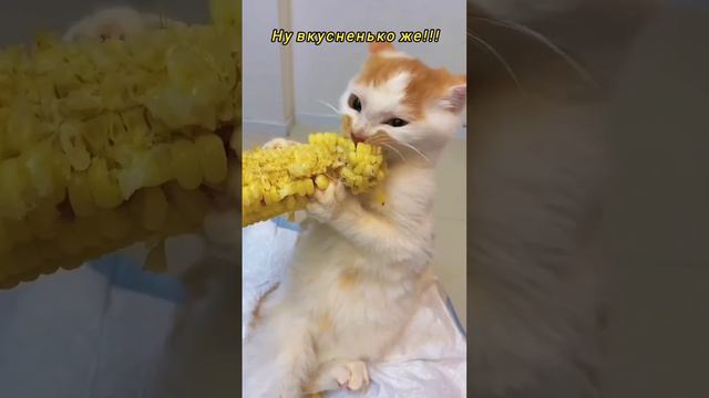 Кукурузка смотреть онлайн