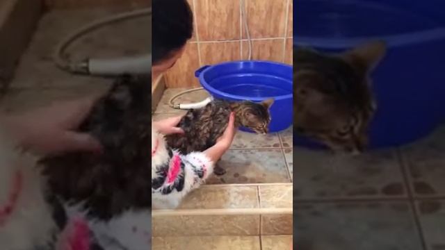 Как помыть кота смотреть онлайн
