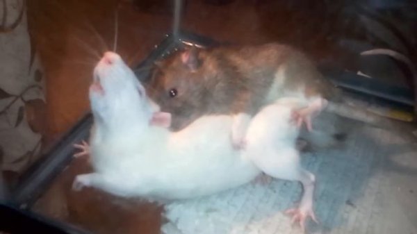 Rats mating