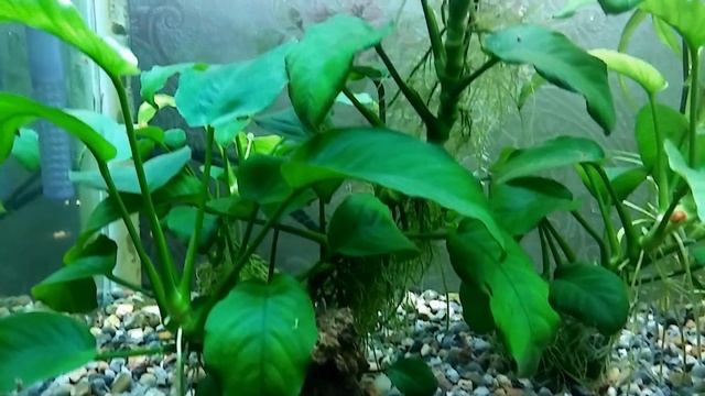 Неон, креветки, анубиасы смотреть онлайн