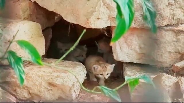 ТОП 10 Cамых красивых и необычных диких кошек смотреть онлайн