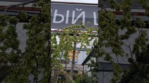 ВЯЗ КОМПЕНДАУНИ НА ШТАМБЕ #штамб #купитьрастениянаштамбе #вязкомпендауни