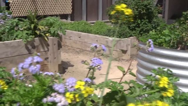 Native bees смотреть онлайн