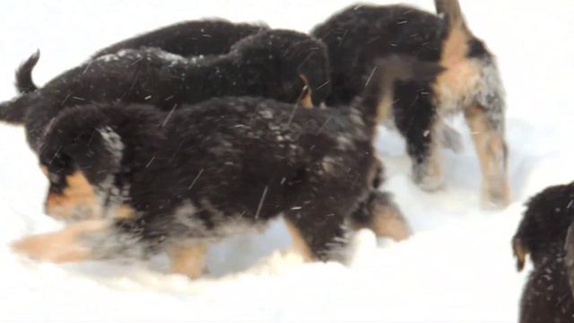 DSCN48952 смотреть онлайн