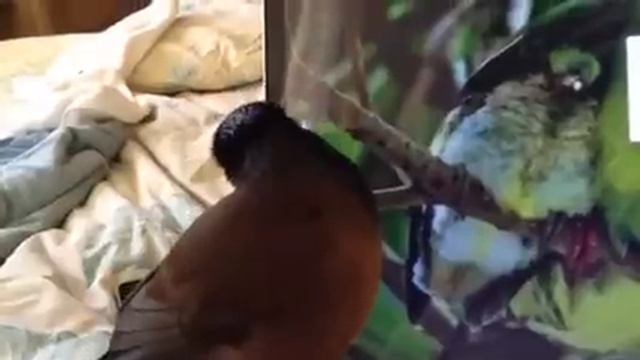 Kaleo Afternoon Visit