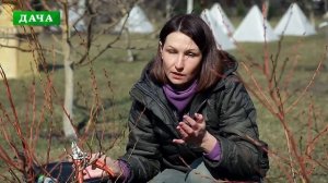 ОБРЕЗКА ГОЛУБИКИ ВЕСНОЙ для большого урожая//весенний уход за голубикой