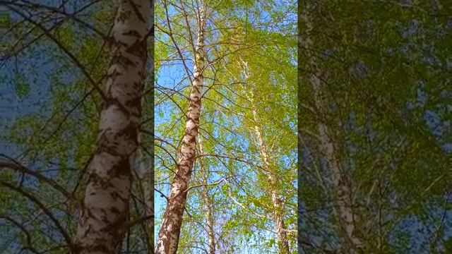 Весенние берёзы на фоне неба смотреть онлайн