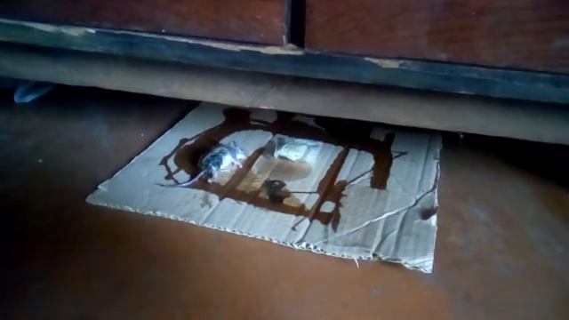 Мышь попала в ловушку смотреть онлайн