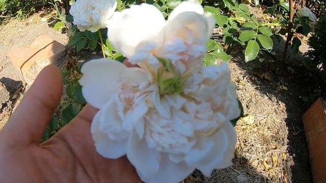 Пролиферация - что это? смотреть онлайн