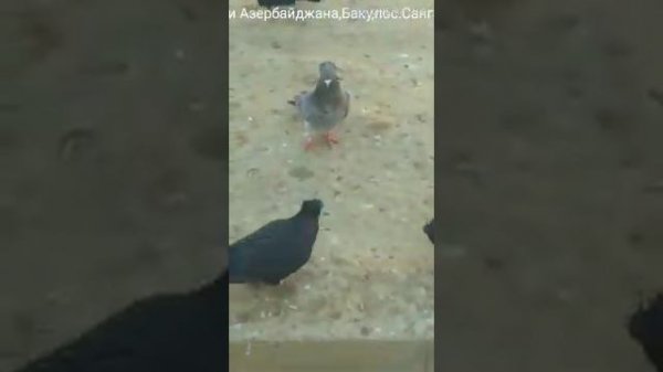 Голуби Азербайджан 🇦🇿🇦🇿🇦🇿🇦🇿🇦🇿