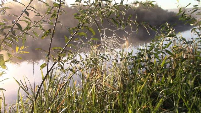 Таинство природы... красивый восход Солнца, туман, лебеди и нежная музыка. Sacrament of nature .. смотреть онлайн