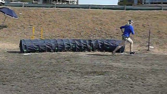 Аджилити с овчаркой смотреть онлайн