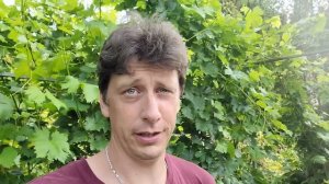 Супага. Обзор сорта. Виноград в Калининграде