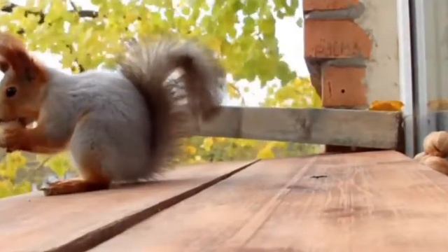 Когда приходит белочка☺️🐿 смотреть онлайн