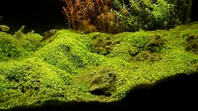 Hemianthus Callitrichoides Acuario/aquarium 135 Lt